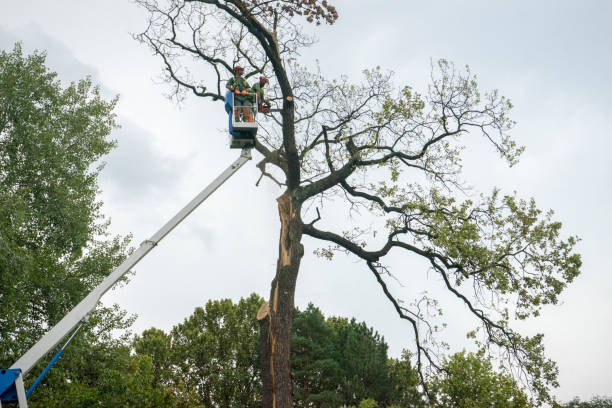 The Steps Involved in Our Tree Care Process in Dayton, TN